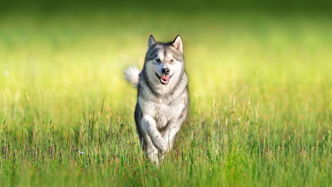 Types of clearance working dogs